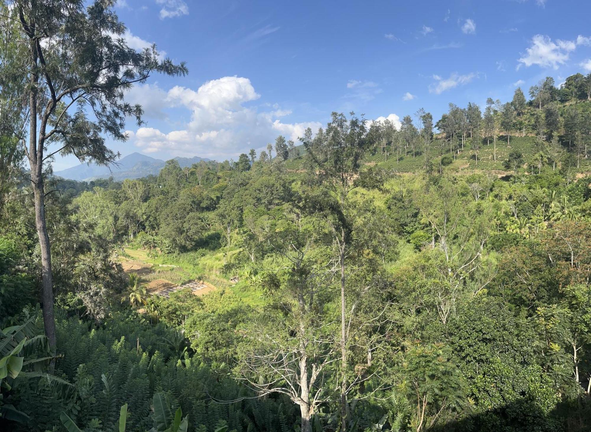 Viyanga Homestay エッラ エクステリア 写真
