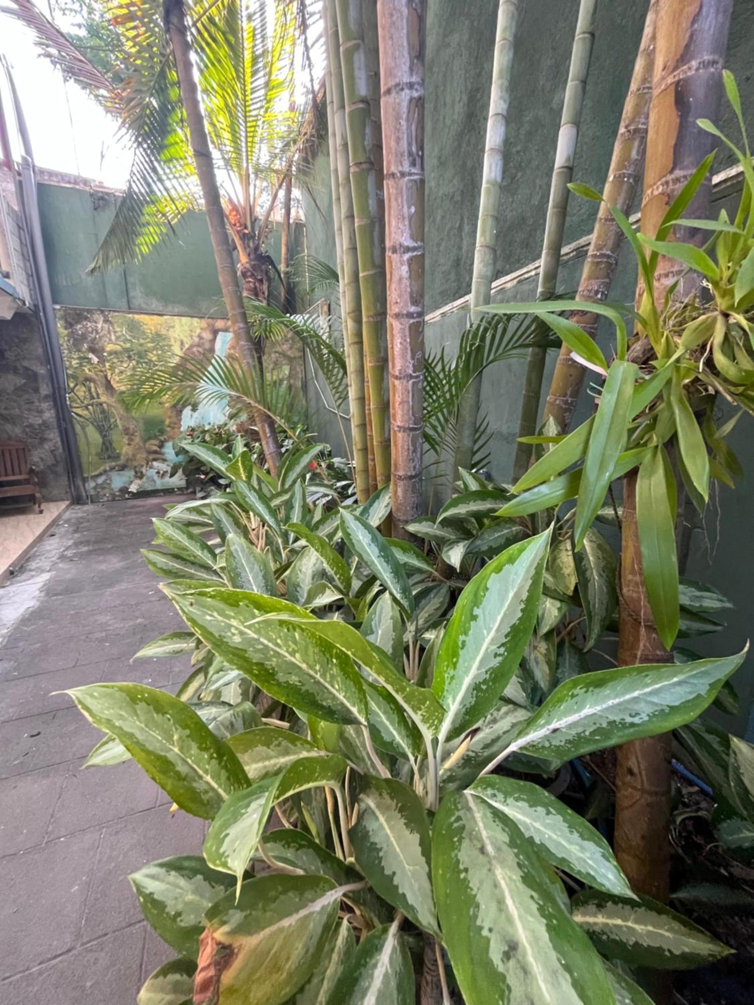 Viyanga Homestay エッラ エクステリア 写真
